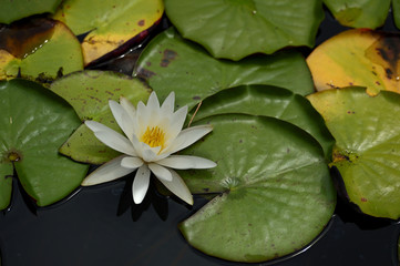 Pink Lily