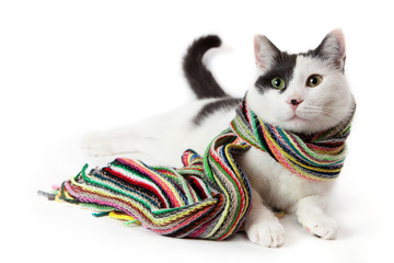 Black and white cat in a multicolored striped scarf