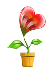 Love plant