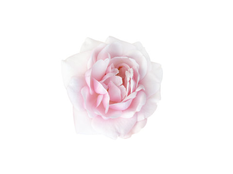 bright beautiful  pink rose