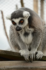 Fototapeta premium Lemur catta