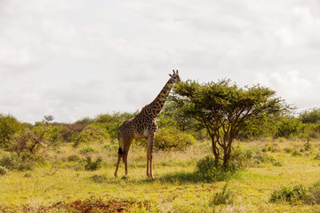 Giraffe