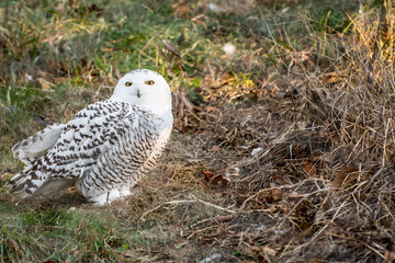 Snowy Owl