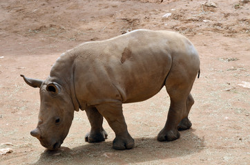 Fototapeta premium young black rhino