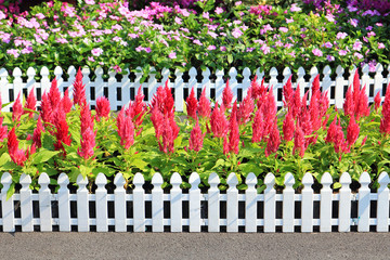 Flowers in the tropical garden