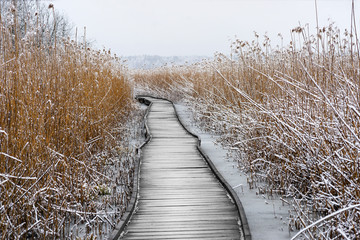 Fototapety  Promenada z zamarzniętymi trzcinami