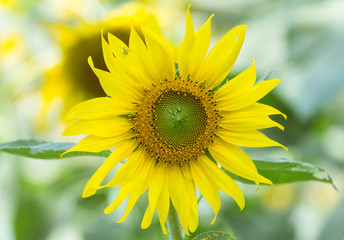 Sun flower with small spider.