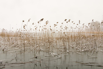Winter landscape with reeds