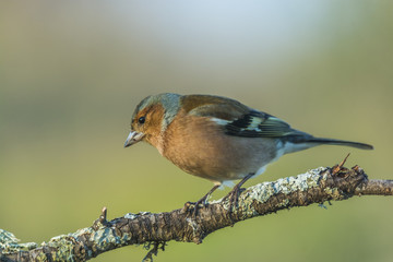 Fringilla coelebs