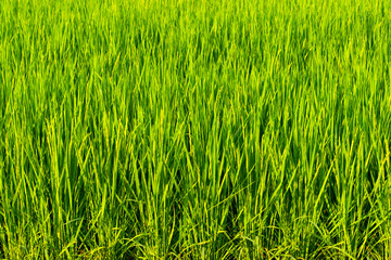 Fototapeta premium Rice fields