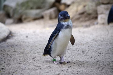 Foto op Plexiglas fairy penguin © susan flashman