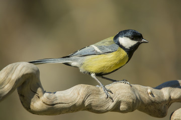 Parus major