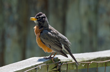 American Robin