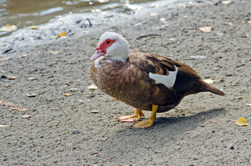 A muscovy duck