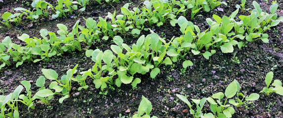 Young radish seedlings