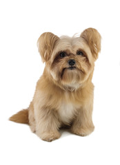 Little Mixed Breed Dog