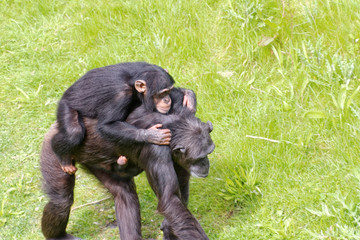 Schimpansen Mutter mit zwei Jungtieren