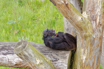 Schimpansen Mutter mit Baby