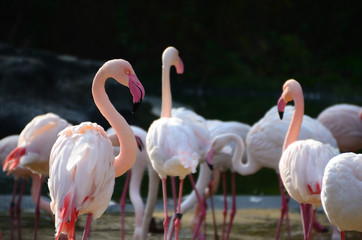 viele flamingos im zoo