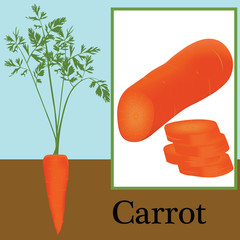 carrot as a plant
