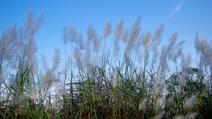 Flower plant with blue sky