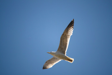 Gabbiano reale in volo