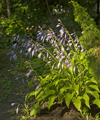 Hosta flowers in the garden