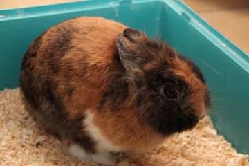 Naklejka premium Lapin de Noël