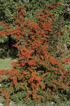 Pyracantha, Buisson argent, variete Saphyr rouge Cadou