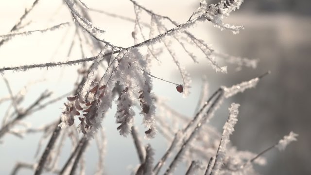 Twigs with hoarfrost