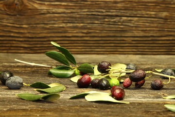 olivenzweige