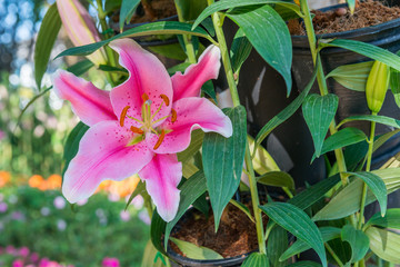 Beautiful pink lily flower garden