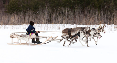 Racing of reindeer