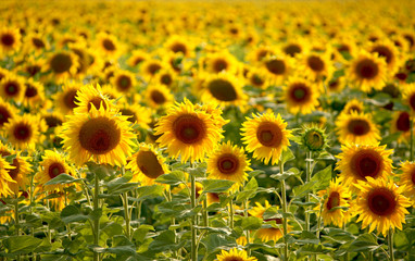 Fototapeta premium Girasoli