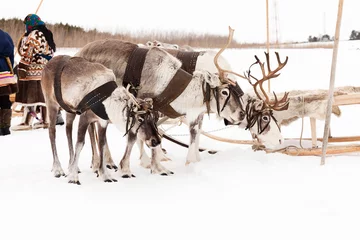 Fotobehang Reindeer and shepherds © Vladimir Melnikov