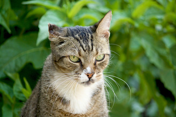 Gatto Europeo con Handicap