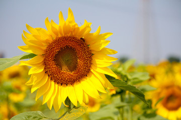 Fototapeta premium Girasole