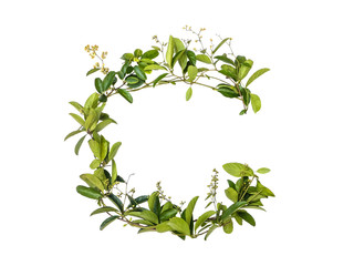 Alphabet creeper flower isolated