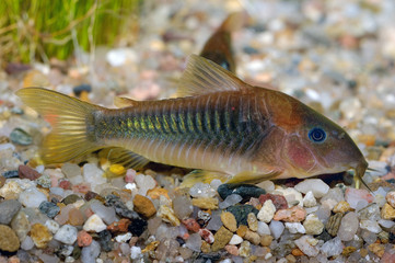 Corydoras fish