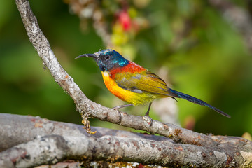 Full detail of Green-tailed Sunbird at Intanon national park,