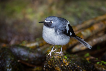 Lovely Slaty-backed forktail (Enicurus schistaceus)