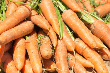 carottes issues de l'agriculture biologique
