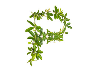 Alphabet creeper flower isolated