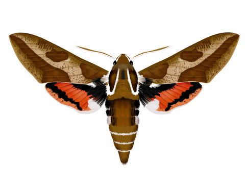 Hyles euphorbiae white background
