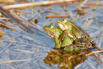two frogs