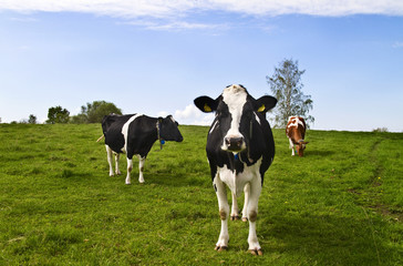 Fototapeta premium Cows out to pasture
