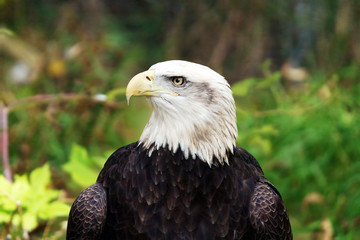 Bald eagle profile