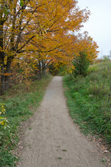 Fall's colorful trees