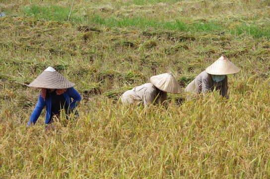 Recolte du riz au Laos