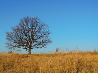 Single oak on prairie hill in the autumn